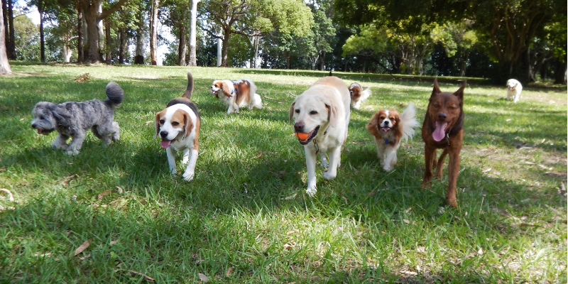 10 Dog-Friendly Parks and Trails You and Your Pooch Should Visit