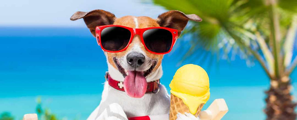 13 Ways to Keep Your Dog Cool in the Summer Heat