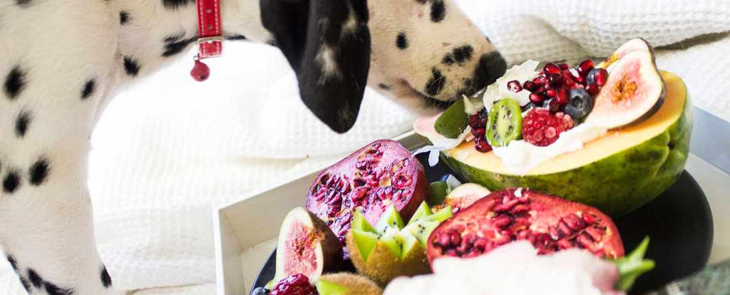 16 Food Items Dogs Should Never Eat