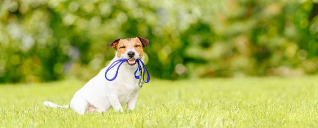 8 Important Things To Remember When Your Dog Is On Leash