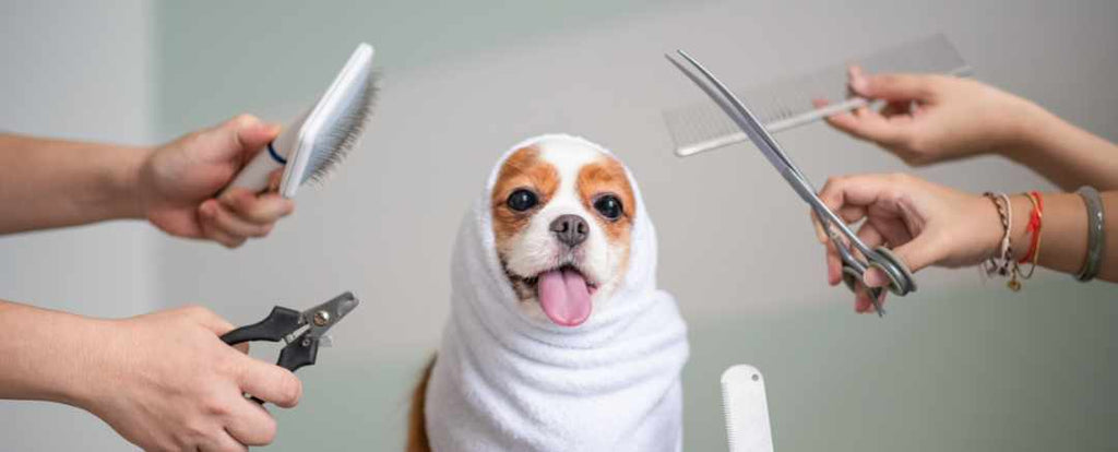 At Home Grooming Tips for Fur Parents