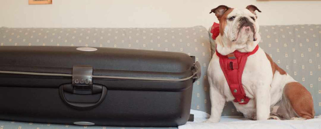 Complete Guide to Traveling with Your Dogs