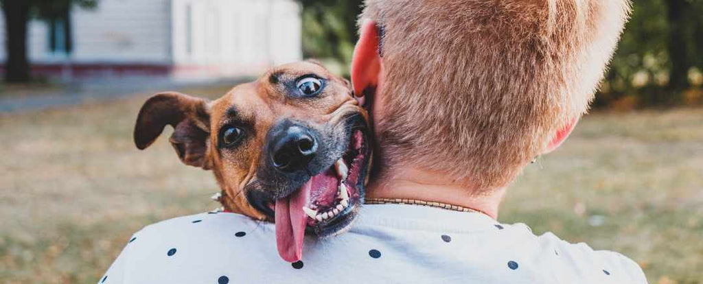 Reasons to Stay on Top of Your Dog's Dental Health