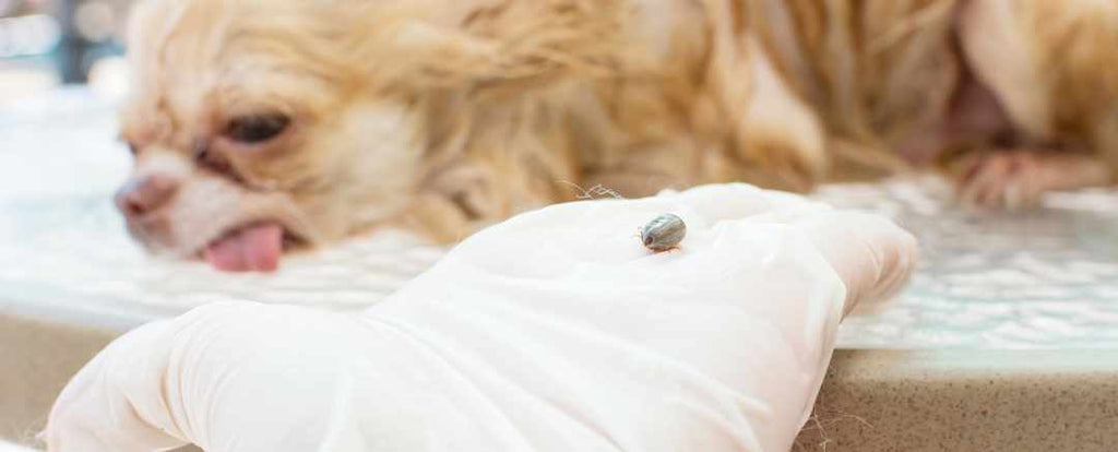 The Best Methods for Getting Rid of Ticks on Dogs