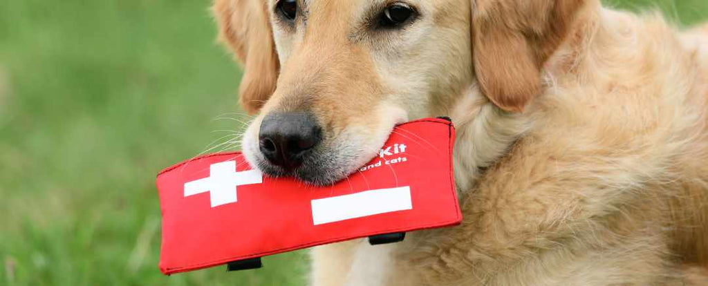 What you should put in your dog's first-aid kit and why