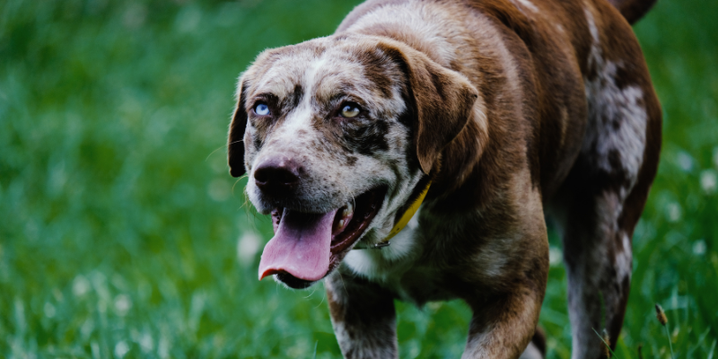 The Guide to Caring for Senior Dogs: Ensuring Golden Years Shine Bright