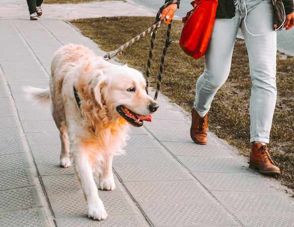 Master the Art of Dog Walking: Essential Tips for Dog Owners | Dr.Shiba
