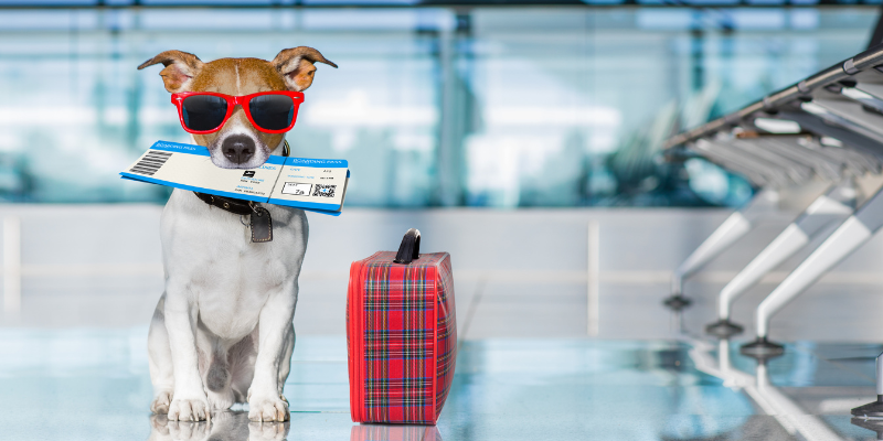 The Top Pet-Friendly Getaways for Your Next Doggy Adventure