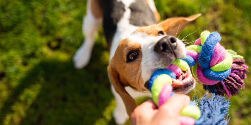 Canine Enrichment: The Secret to Happier, More Comfortable Pups