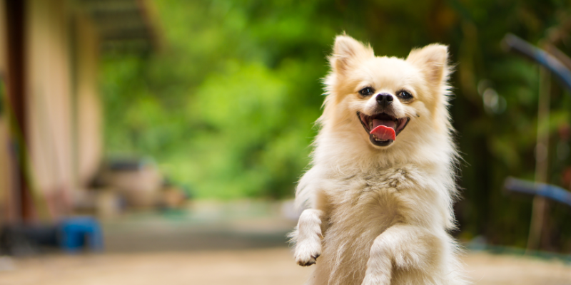 Tail-Wagging Adventures in Singapore: Fun Day Out Ideas for New Dog Owners