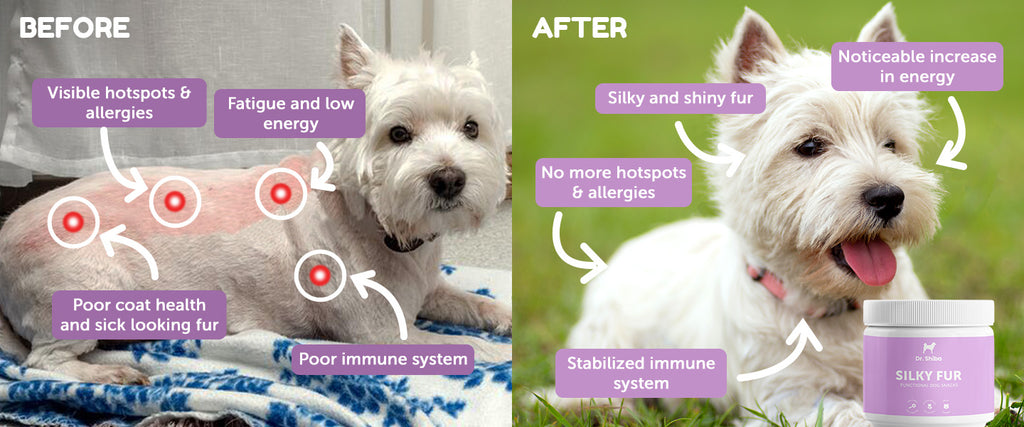 Pro Immune: Dog Supplement for a Strong Immune System – Dr Shiba ...