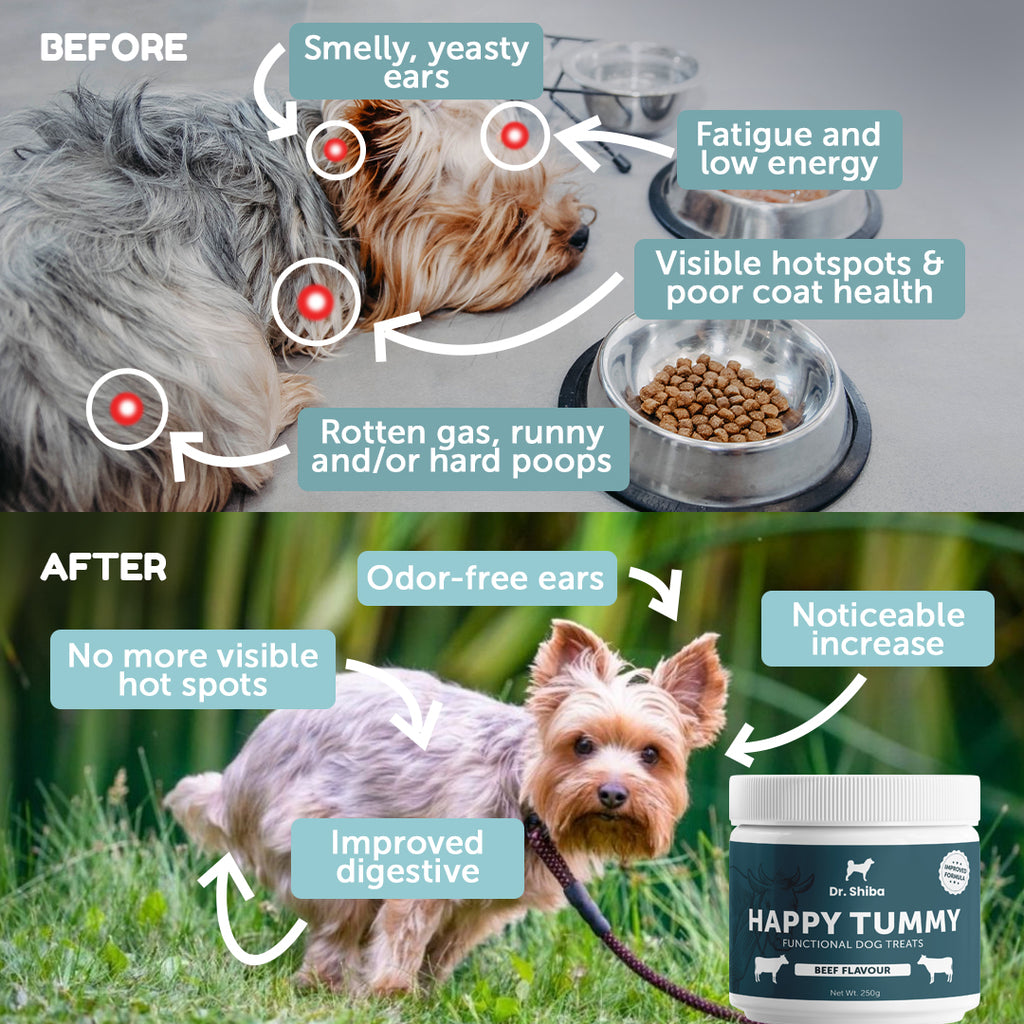 All Natural Healthy Dog Snacks Happy Tummy Dr shiba Dr all-natural-healthy-dog-snacks-happy-tummy-dr-shiba-dr