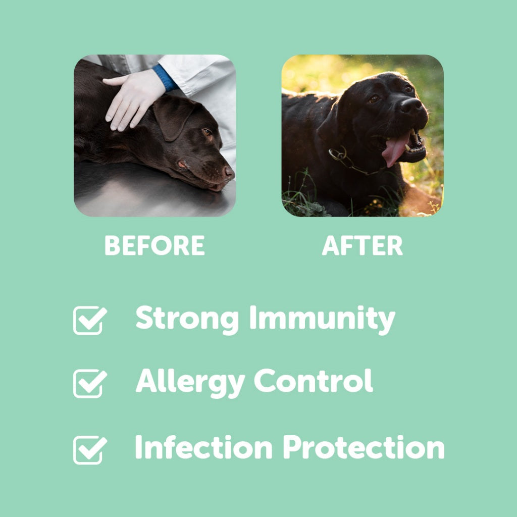 Pro Immune: Dog Supplement for a Strong Immune System – Dr Shiba ...